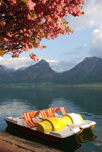 A nice picture of a paddle boat next to a tree